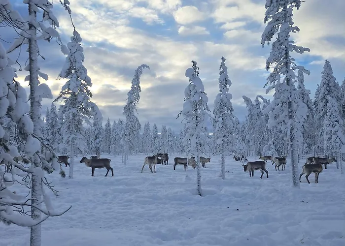 Poromoision Pirtti *